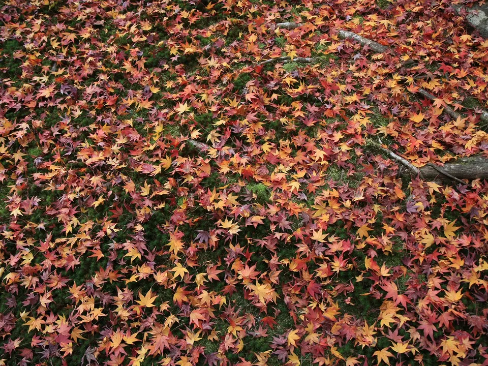 A dense carpet of fallen maple leaves in shades of red, orange, and yellow covers a mossy ground.