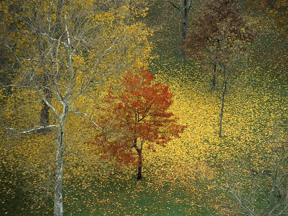 A park covered in a thick blanket of fallen yellow and orange leaves, with trees showing autumn colors.