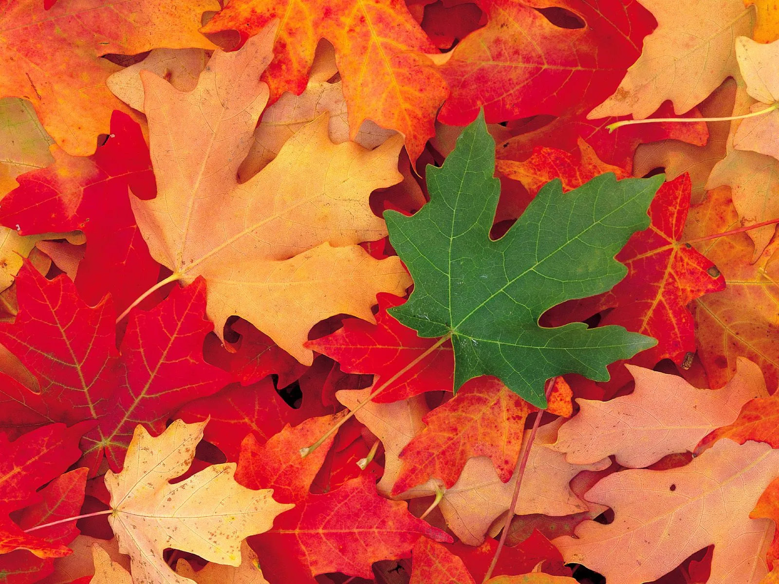 A close-up view of a pile of fallen autumn leaves in various shades of red, orange, and yellow, with one green leaf.