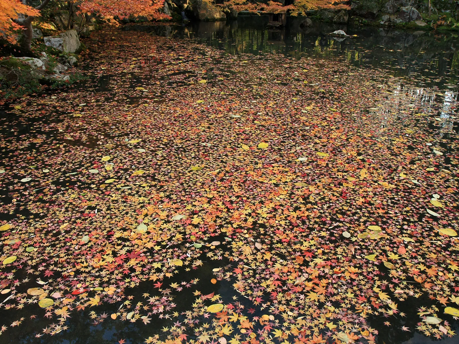 A dark pond covered in a dense carpet of red, orange, and yellow autumn leaves.