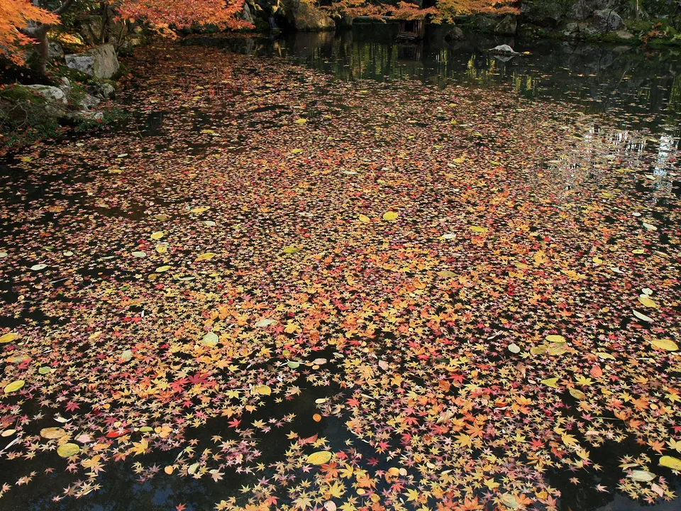 A dark pond covered in a dense carpet of red, orange, and yellow autumn leaves.