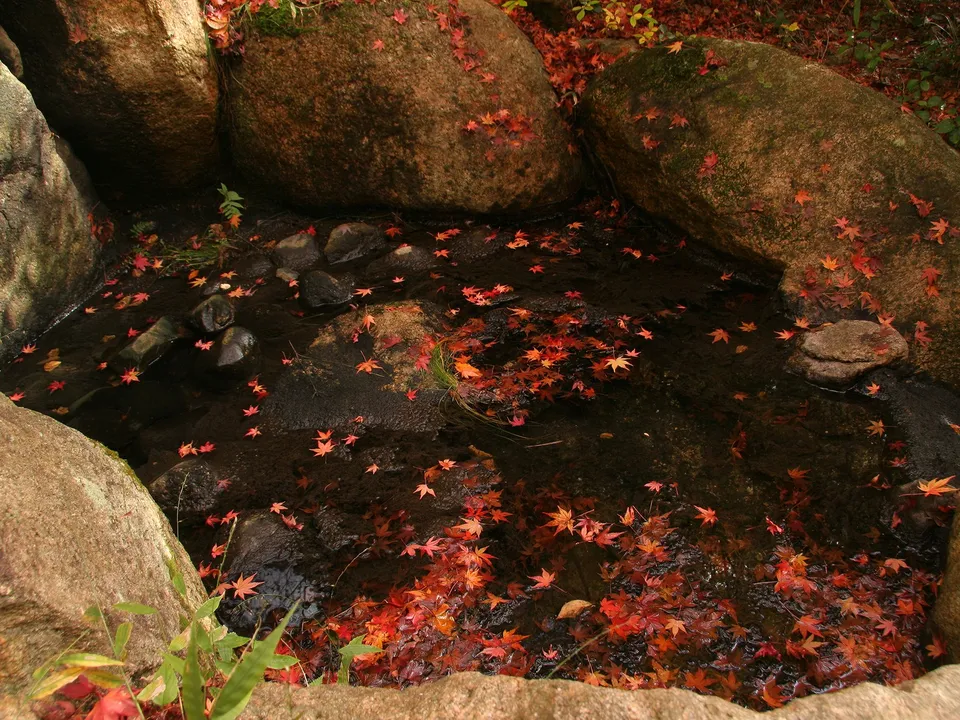 Red and orange maple leaves float on the dark surface of a small pond surrounded by rocks.