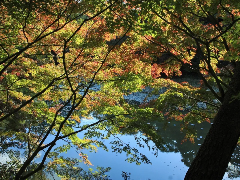 Close-up of colorful autumn maple leaves with branches framing a calm blue body of water below.