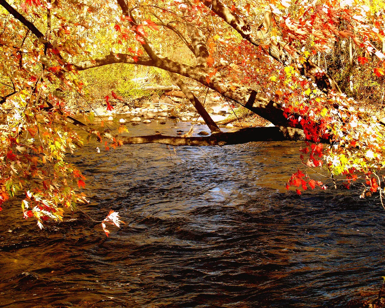 A flowing river with colorful autumn leaves on trees arching over the water.