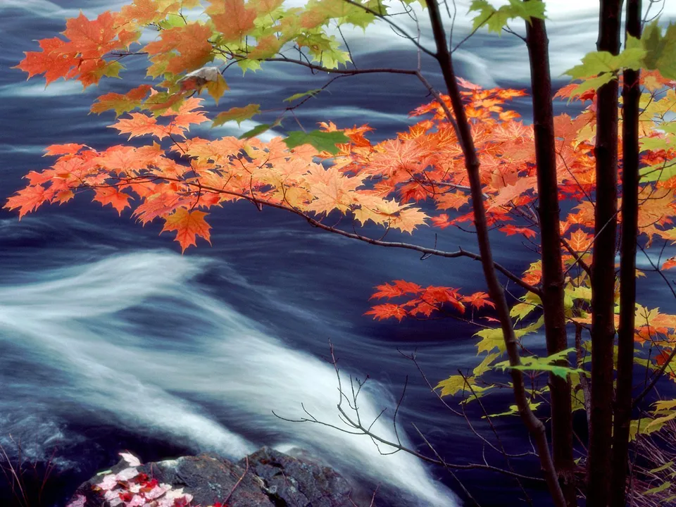Bright orange and green maple leaves frame a dark, fast-flowing river with white water.