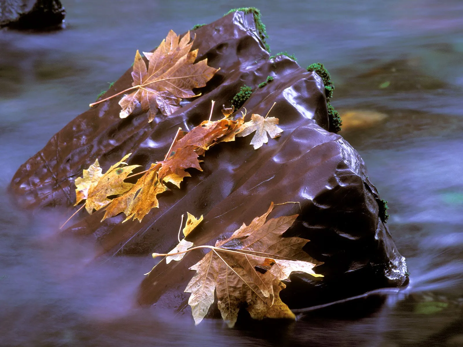 Several fallen autumn leaves rest on a dark, wet rock in a flowing river.