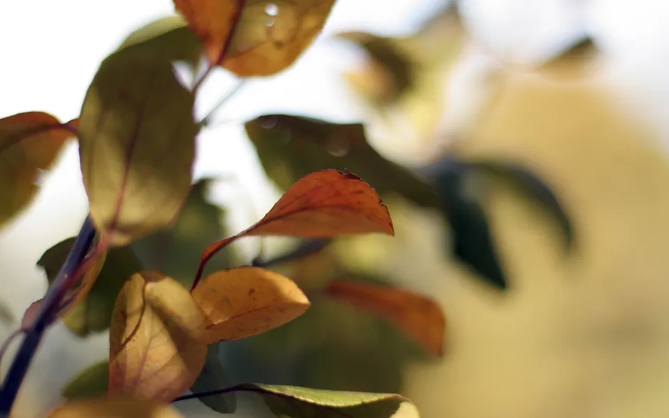 Close-up of autumn leaves with veins visible, illuminated by soft sunlight.