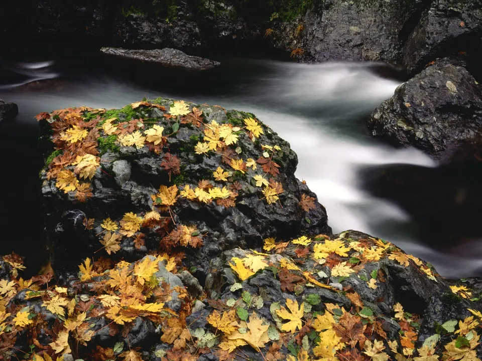 Fallen autumn leaves in yellow and brown cover dark rocks next to a blurred, flowing river.