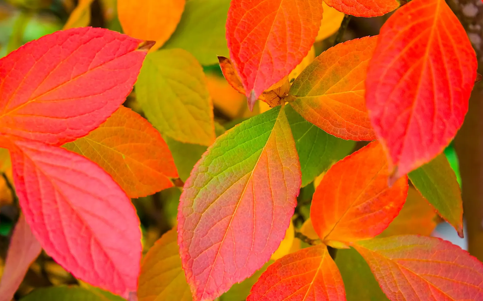 Close-up of autumn leaves showing a gradient of colors from green to red and orange.