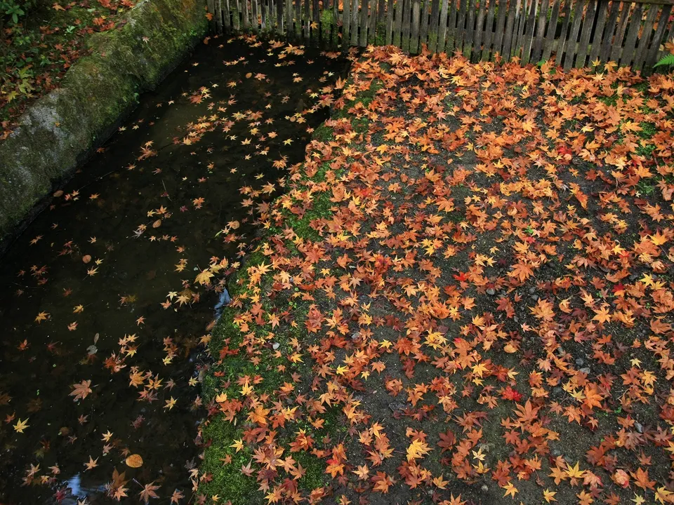 Fallen autumn leaves cover the ground and float in a dark water channel next to a wooden fence.