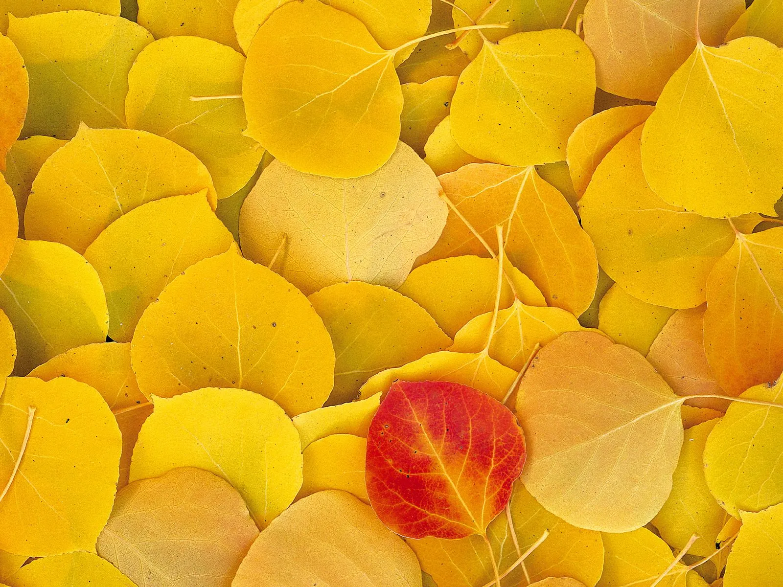 A close-up view of many fallen yellow aspen leaves with one striking red leaf in the center.