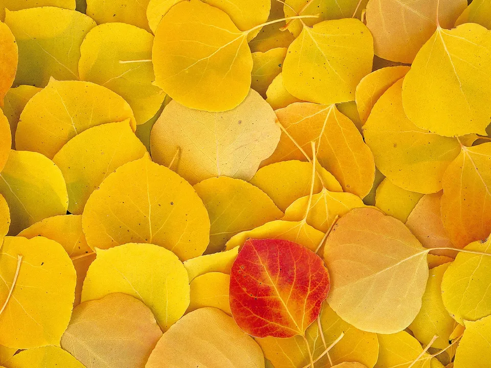 A close-up view of many fallen yellow aspen leaves with one striking red leaf in the center.