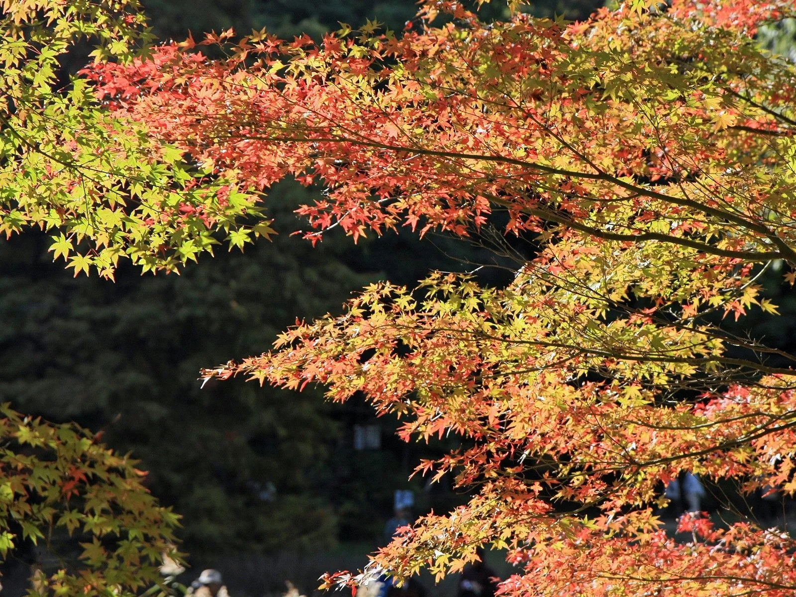 Maple tree branches display leaves in shades of green, yellow, and red, with sunlight filtering through.