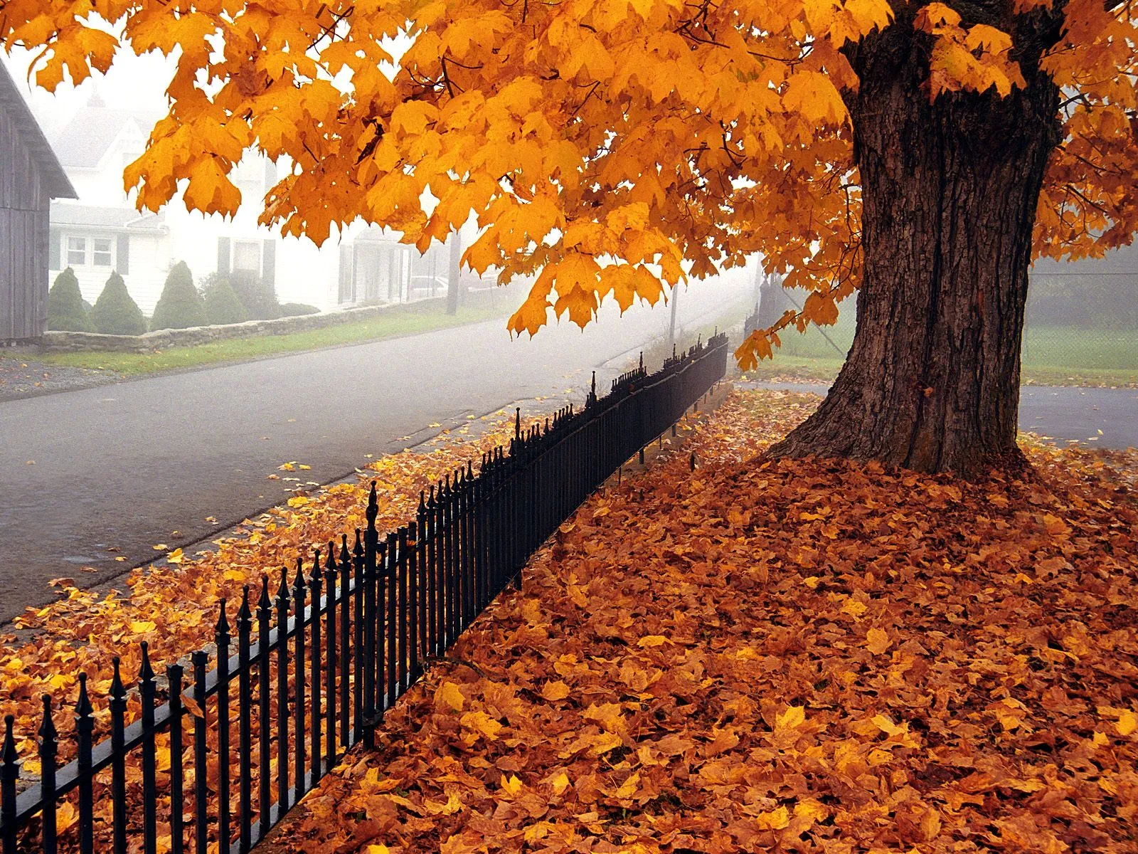 A large maple tree with bright orange leaves stands beside a black fence and a foggy road covered in fallen leaves.