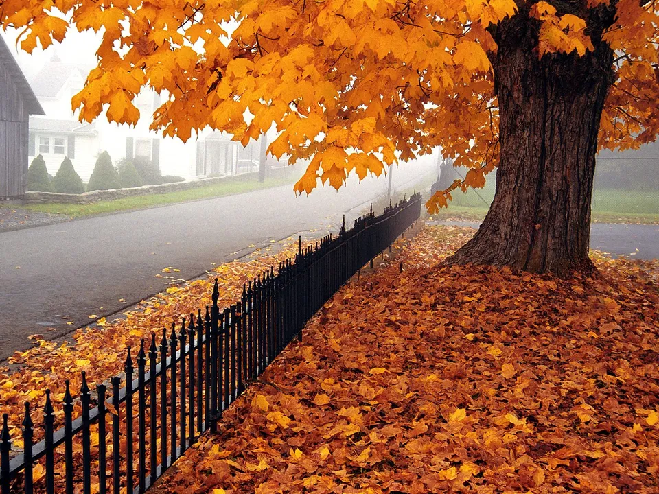 A large maple tree with bright orange leaves stands beside a black fence and a foggy road covered in fallen leaves.