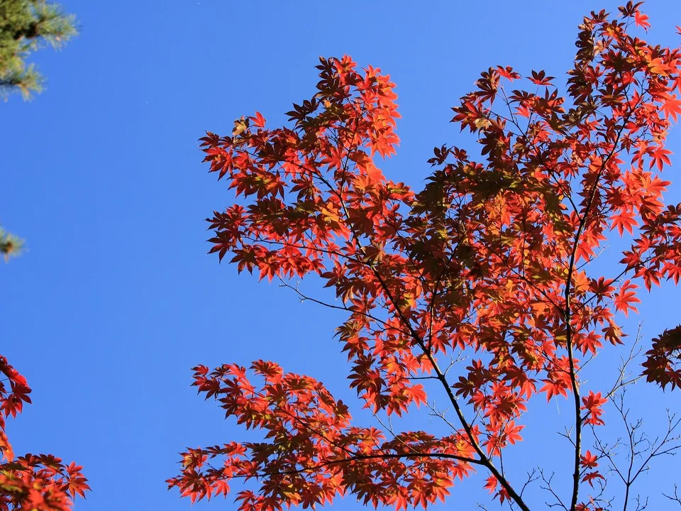 A tree branch with red maple leaves against a clear blue sky.