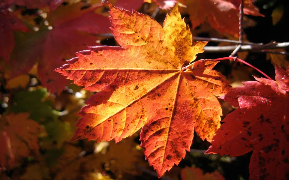 A close-up of a vibrant orange and yellow maple leaf with dark spots, backlit by the sun.