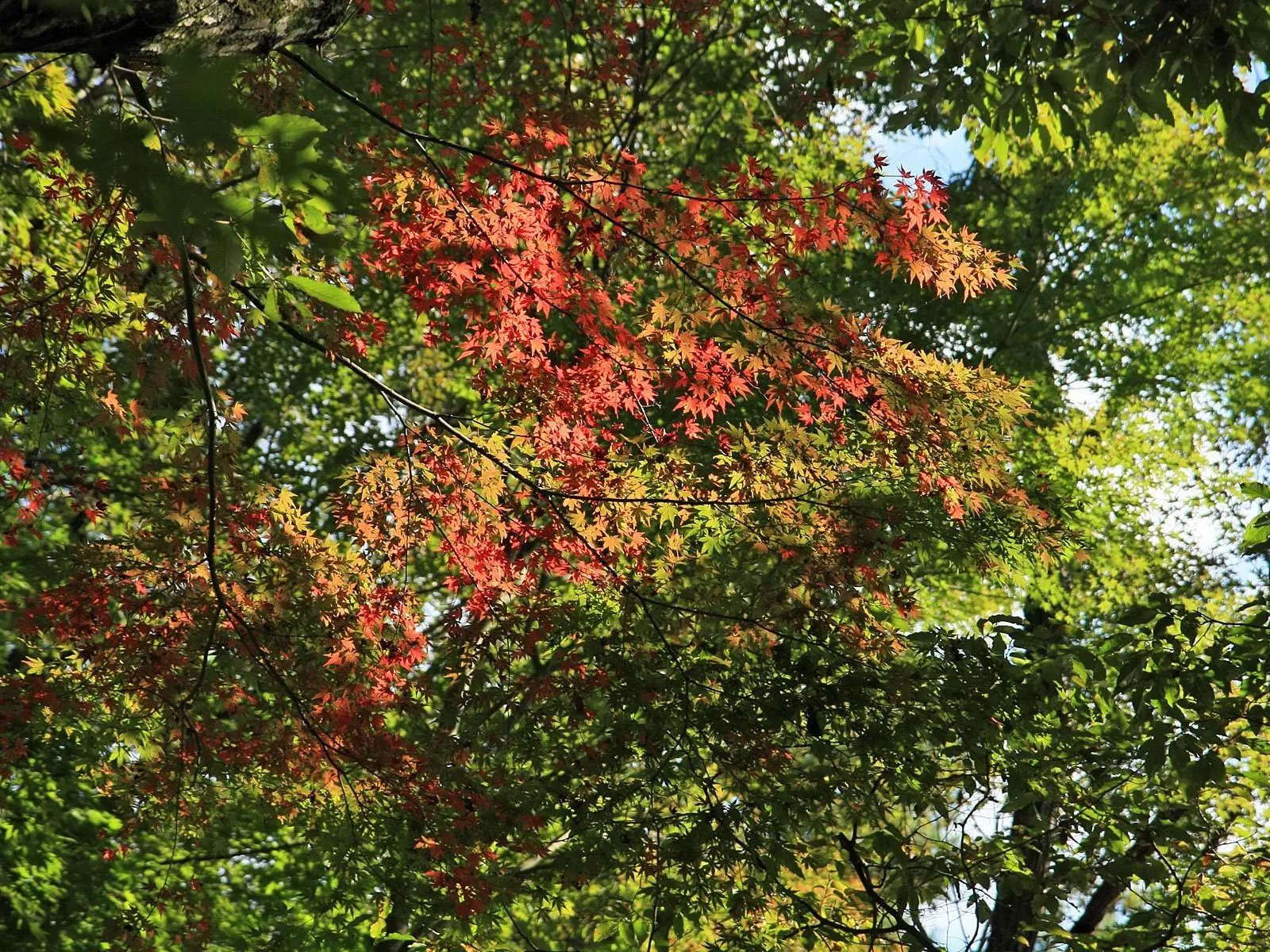 Close-up of bright red and green maple leaves on branches against a bright sky.