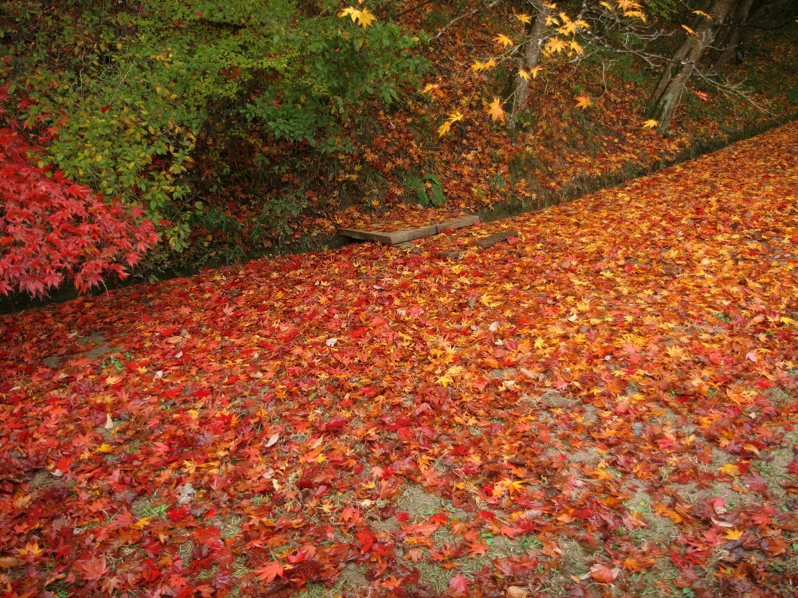 A path covered in fallen red, orange, and yellow maple leaves with green trees in the background.