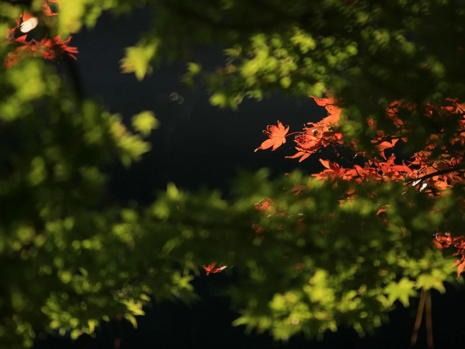 Close-up of bright red maple leaves and blurred green leaves against a dark background.