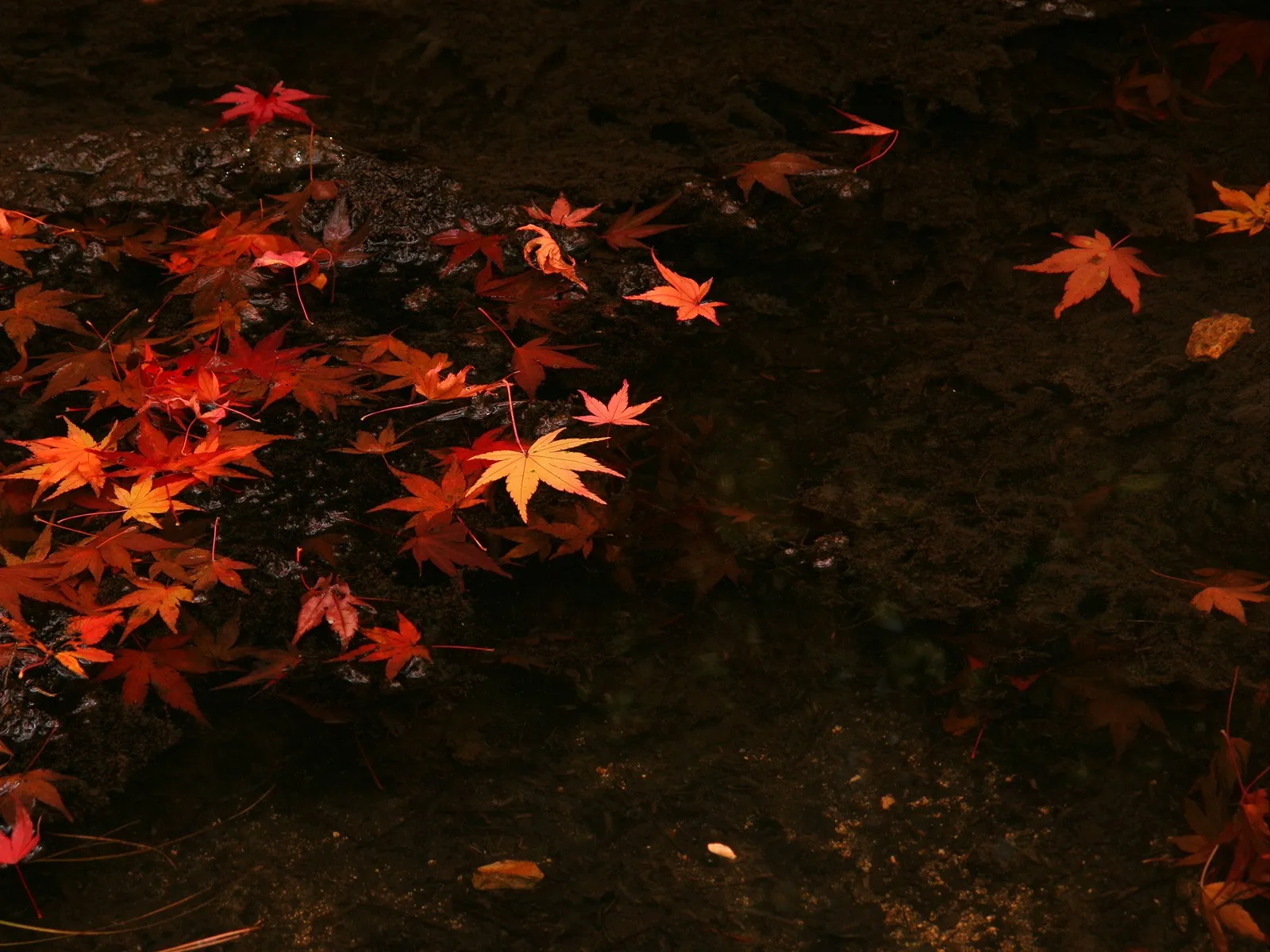 Red and orange maple leaves float on the surface of dark, still water.