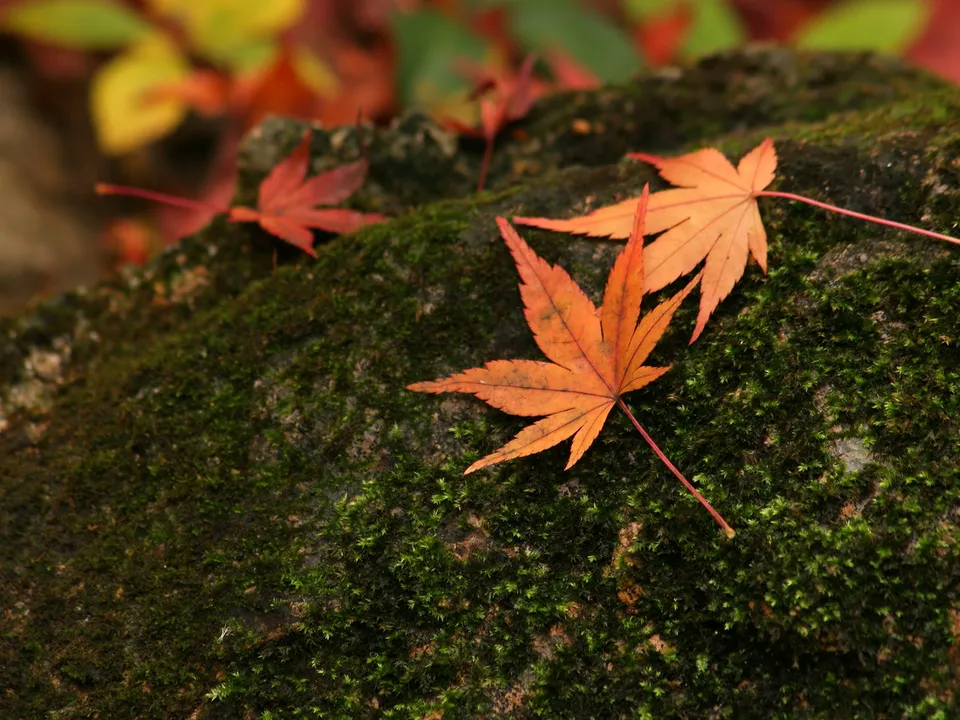 Close-up of vibrant orange maple leaves resting on a bed of lush green moss.