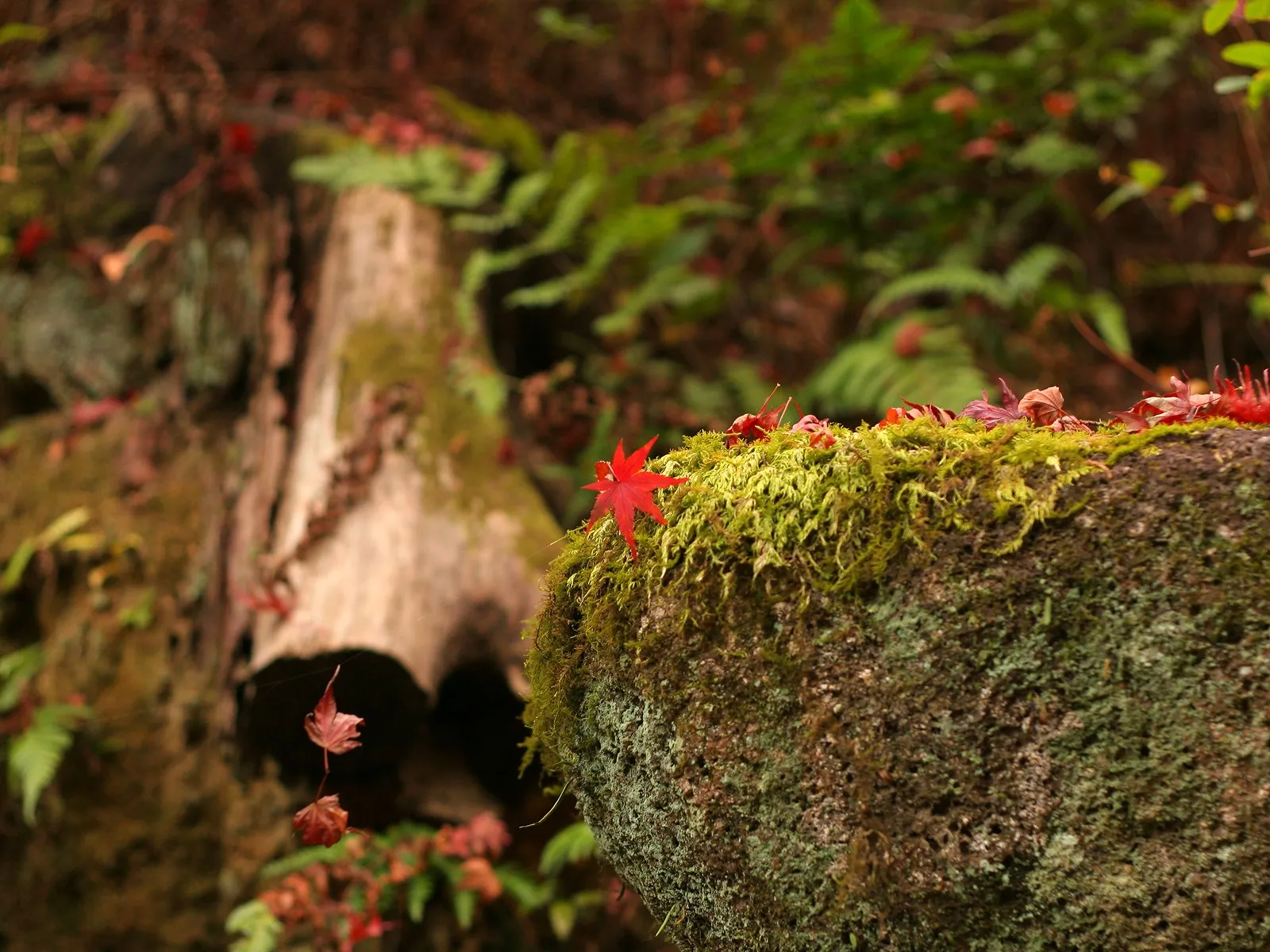 A bright red maple leaf rests on a moss-covered rock in a forest setting.