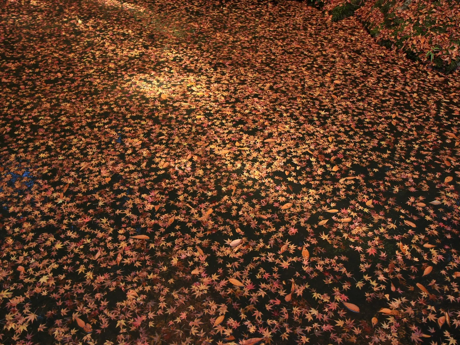 A dense covering of fallen red and orange maple leaves floats on dark water.