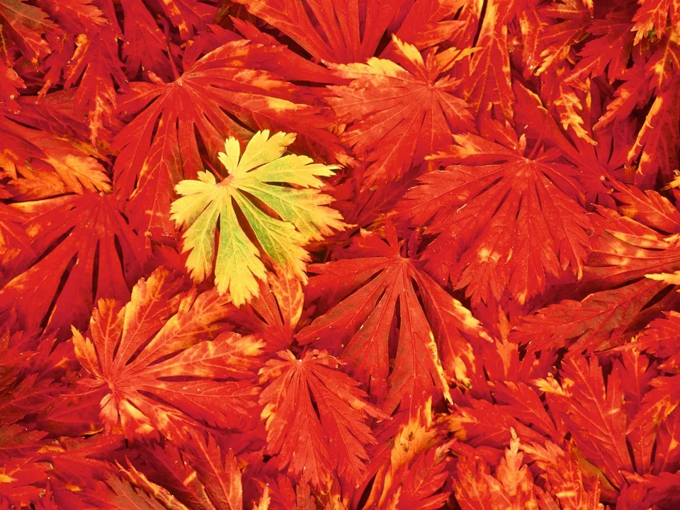 A close-up view of fallen red and yellow maple leaves, with one bright yellow leaf standing out.