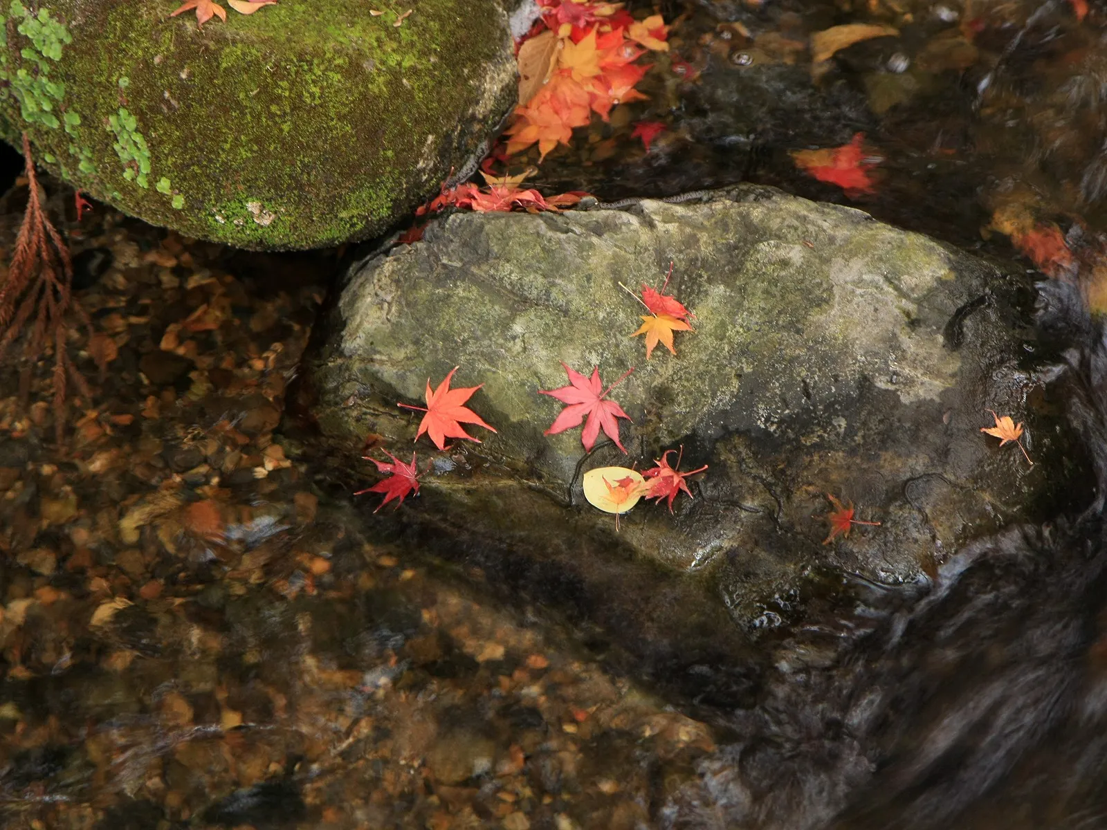 Red and orange maple leaves float on the surface of a shallow stream next to mossy rocks.