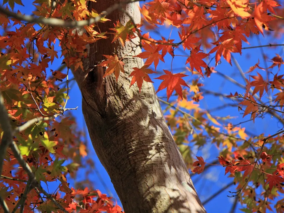 Orange and red maple leaves frame a textured tree trunk against a clear blue sky.