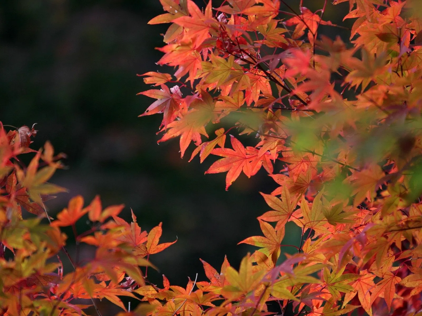 Close-up of bright orange and red maple leaves with a dark, blurred background.