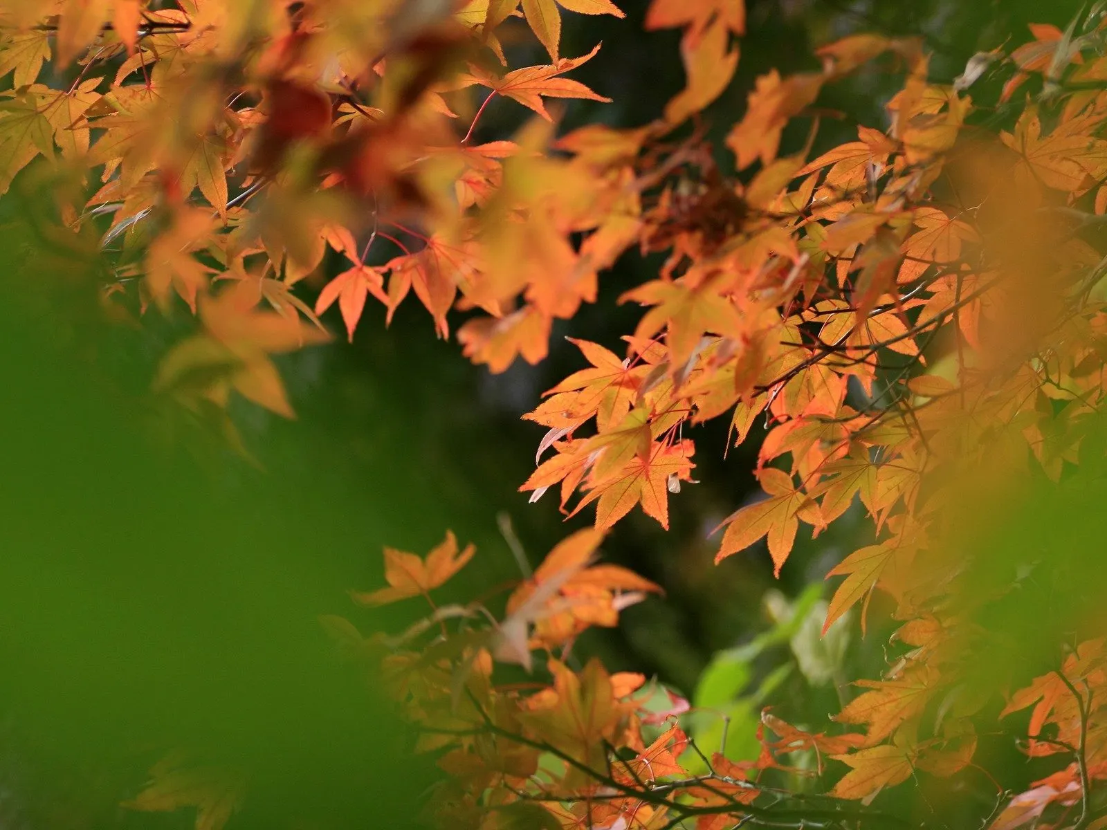 Close-up of bright orange maple leaves on branches, with soft green foliage in the foreground and background.