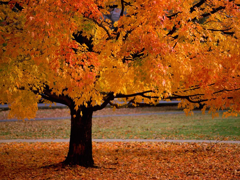 A maple tree with bright orange and yellow leaves in autumn, with fallen leaves covering the ground.