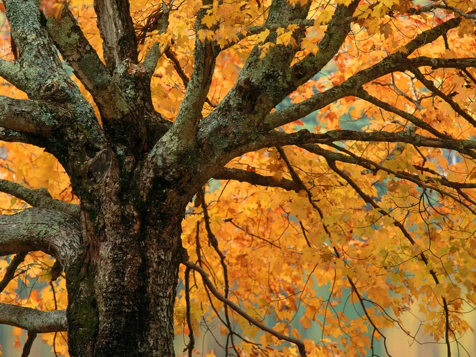 Close-up of a large maple tree trunk and branches covered in vibrant golden-orange autumn leaves.