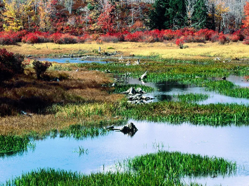A wetland marsh with vibrant autumn foliage reflecting in the calm water.