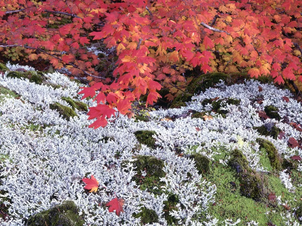 Close-up of bright red and orange autumn leaves above a textured ground covered in white lichen and green moss.