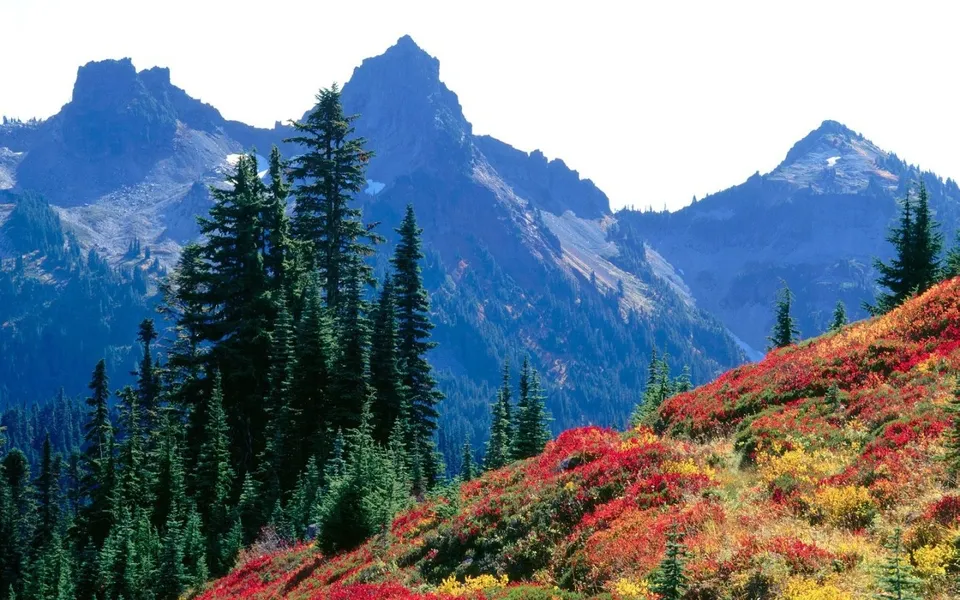 A mountain slope covered in vibrant red and yellow autumn foliage, with evergreen trees and blue mountains in the background.