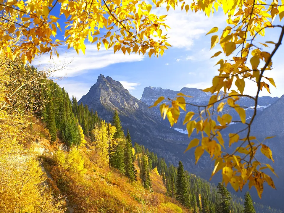 Bright yellow autumn leaves frame a view of a rugged mountain peak and a forested slope.