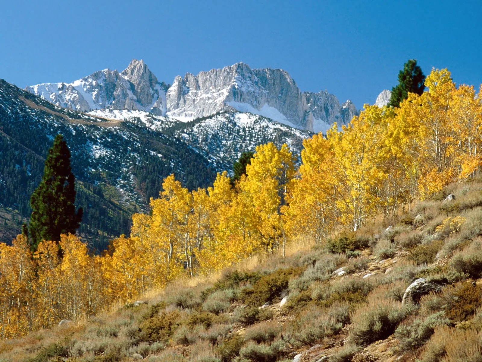 A mountain landscape with bright yellow aspen trees in the foreground and snow-capped peaks in the background under a clear blue sky.