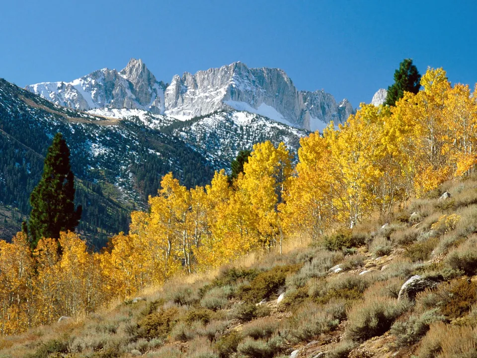 A mountain landscape with bright yellow aspen trees in the foreground and snow-capped peaks in the background under a clear blue sky.
