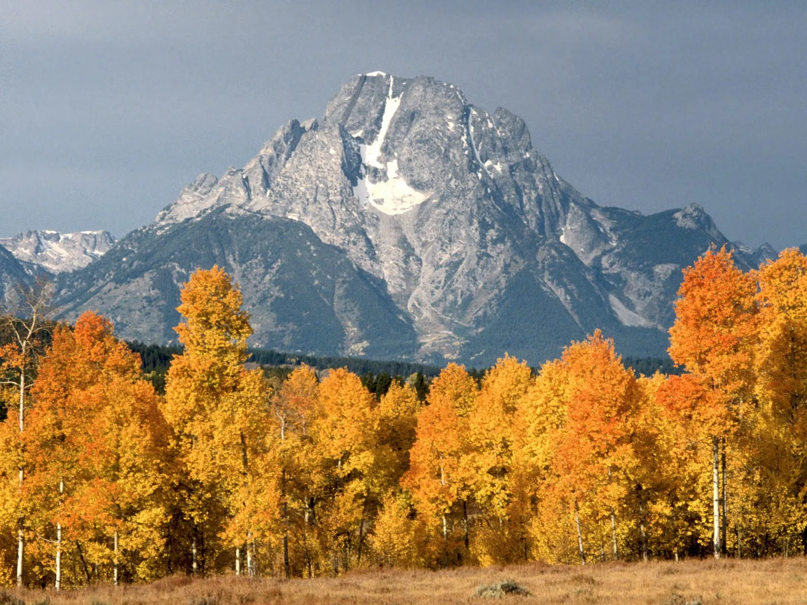 A majestic mountain peak with snow on its summit, framed by vibrant golden aspen trees in the foreground.