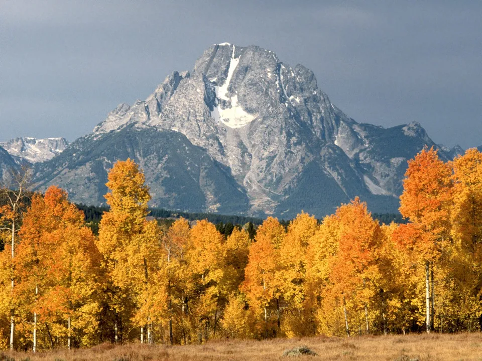 A majestic mountain peak with snow on its summit, framed by vibrant golden aspen trees in the foreground.