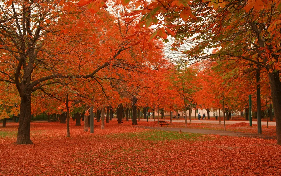 A park pathway covered in fallen orange and red autumn leaves, with trees displaying vibrant fall foliage.