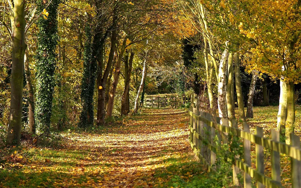 A sun-dappled path covered in fallen autumn leaves, bordered by a wooden fence and trees.