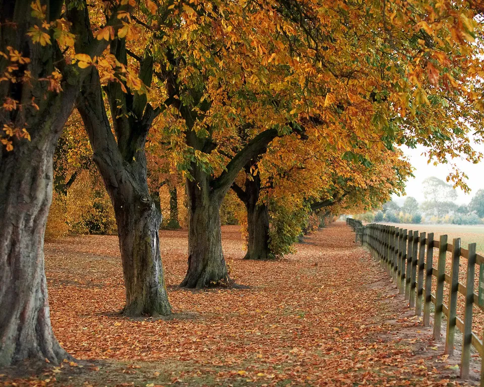 A path lined with trees displaying vibrant autumn foliage, with fallen leaves covering the ground.