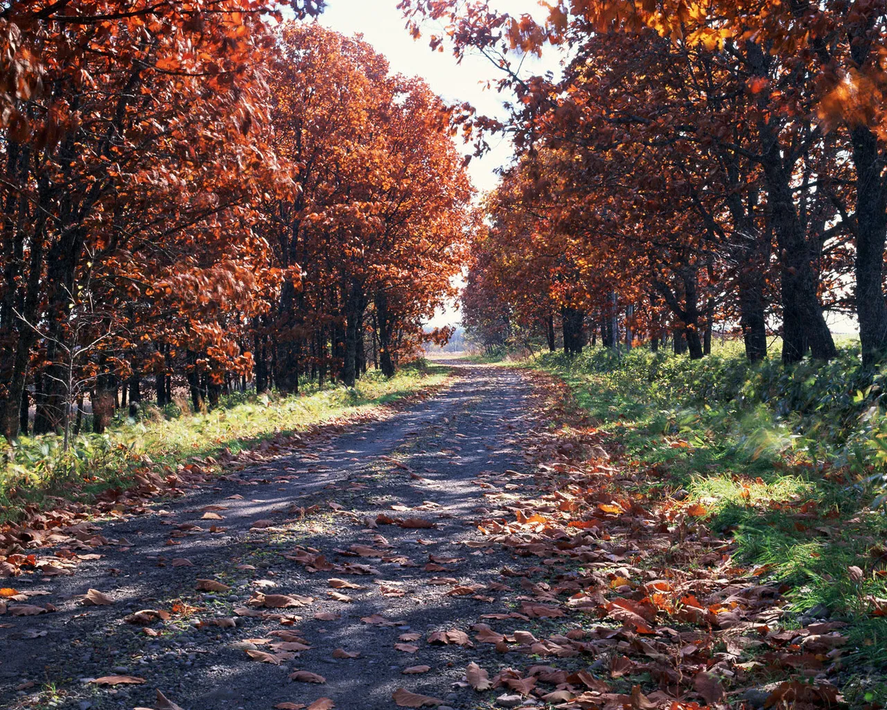 A dirt path lined with trees displaying vibrant orange and red autumn foliage.