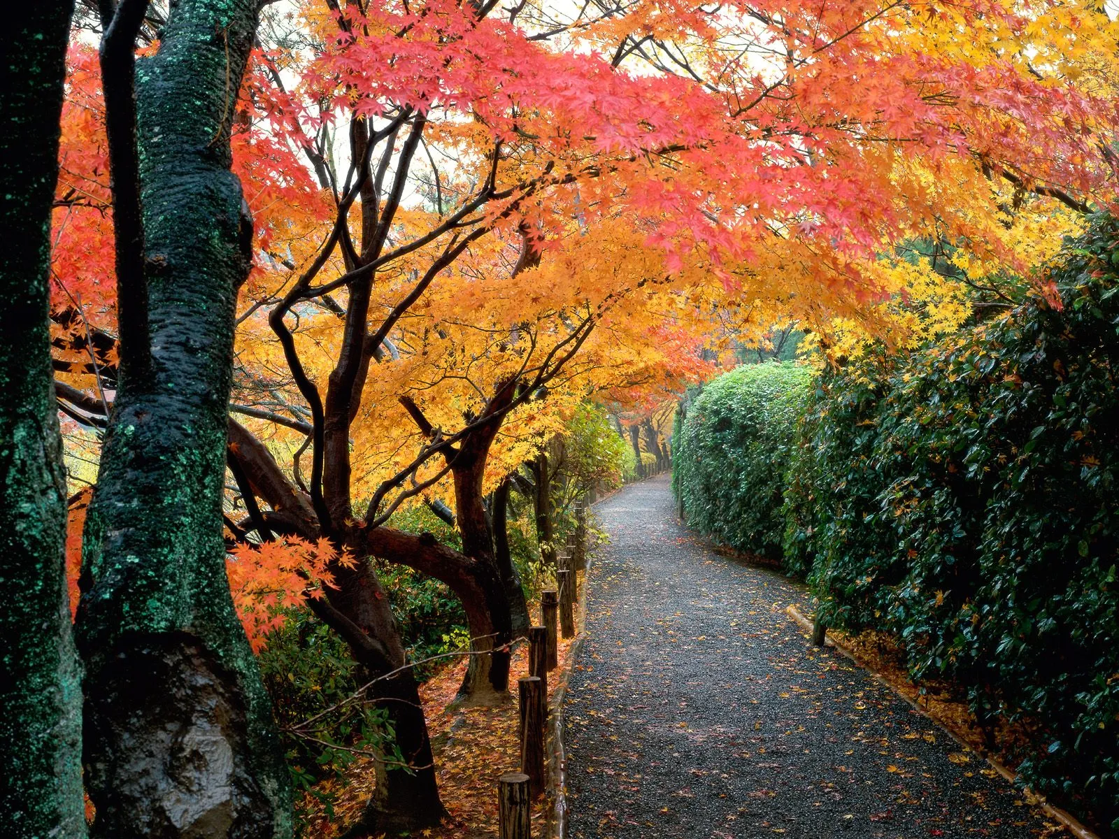 A gravel path curves through a park lined with trees displaying vibrant red and orange autumn leaves.