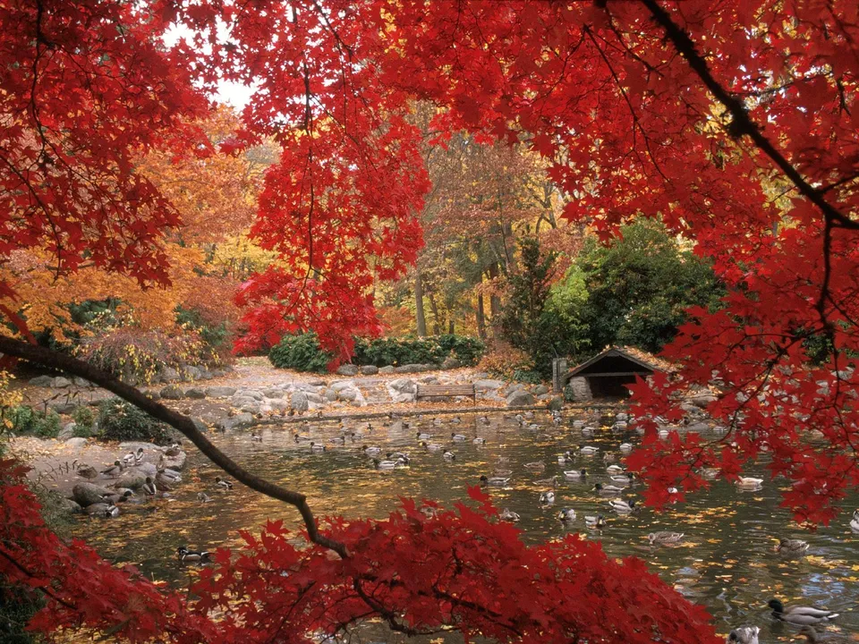 A pond filled with ducks is surrounded by trees displaying brilliant red and orange autumn leaves.