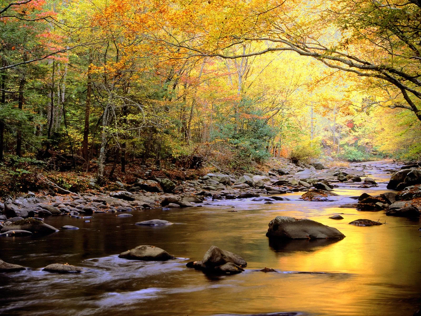 A river flows through a forest with vibrant autumn foliage in shades of yellow and orange.